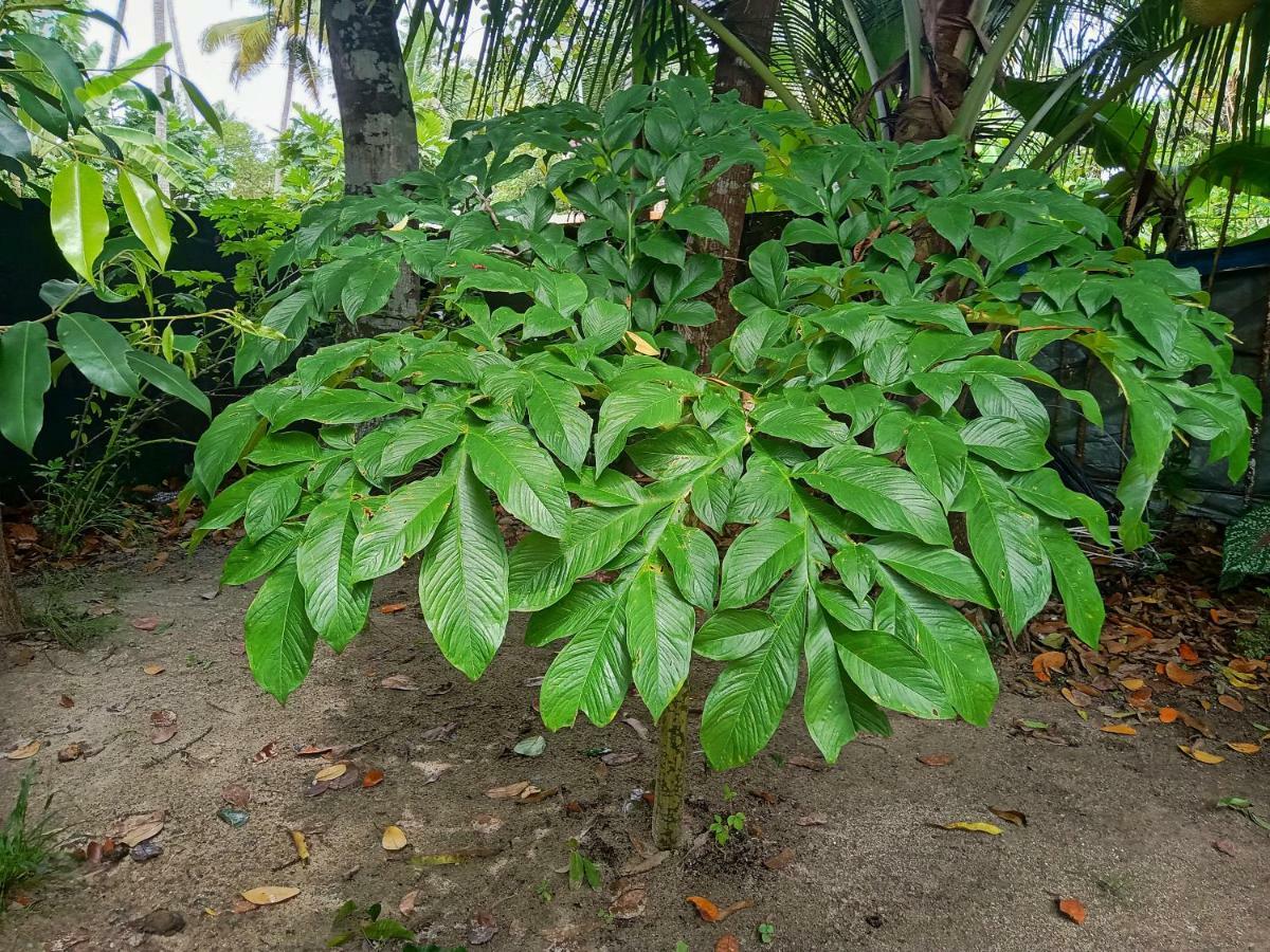 Marari Bethsaida Homestay Shertallai Exterior foto